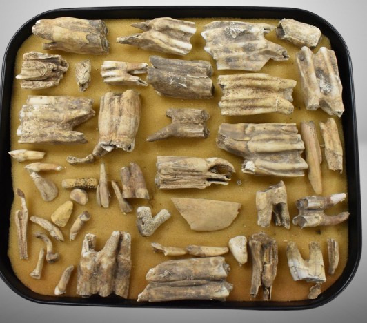 Assortment of Pre-Columbian teeth