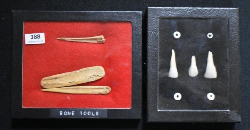 (2) Small displays of artifacts incl. bone tools, teeth, etc.