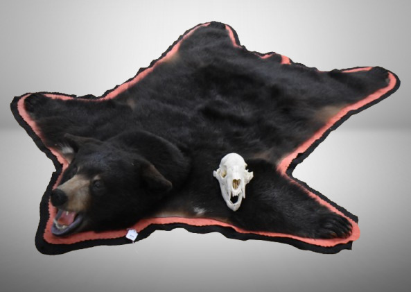 Large bear skin rug + bear skull