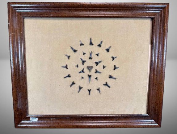 Framed Collection of Shark Teeth
