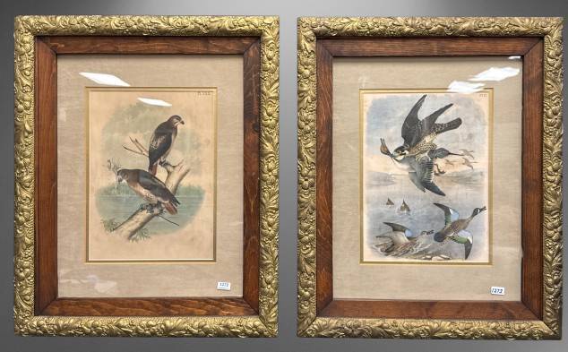 Pair of Framed Bird of Prey Prints